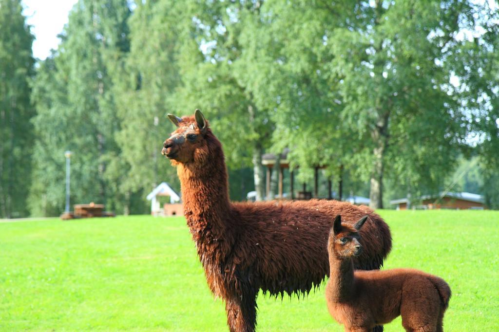 Отель Haapasaaren Lomakyla Руовеси Экстерьер фото